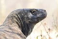Komodovaraan, Komodo Dragon, Varanus komodoensis