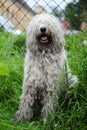 Komondor Royalty Free Stock Photo