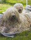 Komondor Royalty Free Stock Photo