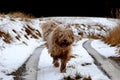 Komondor, hungarian sheep dog Royalty Free Stock Photo