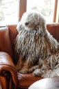 Komondor (Hungarian sheepdog) sits in an armchair in front of a window at home