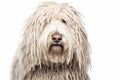 Komondor Hungarian Shepherd purebred beautiful breed of dog, background nature