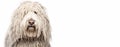 Komondor Hungarian Shepherd purebred beautiful breed of dog, background nature