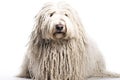 Komondor Hungarian Shepherd purebred beautiful breed of dog, background nature