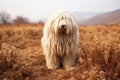 Komondor Hungarian Shepherd purebred beautiful breed of dog, background nature