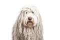 Komondor Hungarian Shepherd purebred beautiful breed of dog, background nature