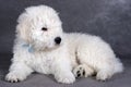 Komondor puppy Royalty Free Stock Photo