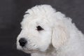 Komondor puppy Royalty Free Stock Photo