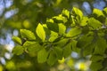 Komorebi - sunshine filtering through the trees