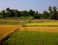 Kompong Cham Subsistence Agriculture Royalty Free Stock Photo