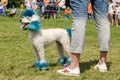 Funny white poodle with a painted head, tail, ears and paws with