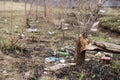 Tree broken by hooligans and vandals. land with trash, broken bottles and cans. environmental pollution