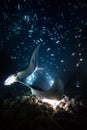 Kona manta ray dive Royalty Free Stock Photo