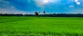 Beautiful paddy rice fields and coconut plantations along side the Godavari river, Andhrapradesh, India