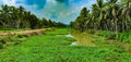 Beautiful coconut plantations along side the Godavari canal,Andhrapradesh, India