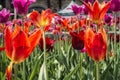 Kondiaronk Belvedere tulips Royalty Free Stock Photo