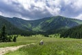 Kondratowa Valley in June. Western Tatras. Poland