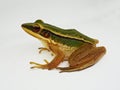 The common green frog, Hylarana erythraea Royalty Free Stock Photo
