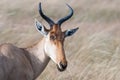 Kongoni portrait, cows antelope on the African savannah Royalty Free Stock Photo