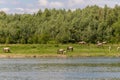 Konik breed horses grazing in the meadows of the natural park Itteren near Maastricht along the river Meuse Royalty Free Stock Photo