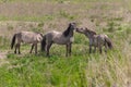 Konik breed horses grazing in the meadows of the natural park Itteren near Maastricht along the river Meuse Royalty Free Stock Photo