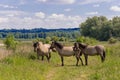 Konik breed horses grazing in the meadows of the natural park Itteren near Maastricht along the river Meuse Royalty Free Stock Photo