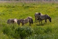 Konik breed horses grazing in the meadows of the natural park Itteren near Maastricht along the river Meuse Royalty Free Stock Photo