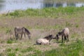 Konik breed horses grazing in the meadows of the natural park Itteren near Maastricht along the river Meuse Royalty Free Stock Photo