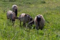 Konik breed horses grazing in the meadows of the natural park Itteren near Maastricht along the river Meuse Royalty Free Stock Photo