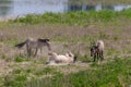 Konik breed horses grazing in the meadows of the natural park Itteren near Maastricht along the river Meuse Royalty Free Stock Photo