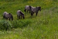 Konik breed horses grazing in the meadows of the natural park Itteren near Maastricht along the river Meuse Royalty Free Stock Photo