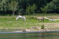 Konik breed horses grazing in the meadows of the natural park Itteren near Maastricht along the river Meuse Royalty Free Stock Photo