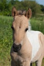 Konik foal Royalty Free Stock Photo