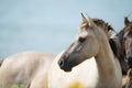 Konik foal Royalty Free Stock Photo