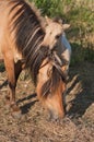 Konik foal and his mother Royalty Free Stock Photo