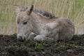 Konik foal resting Royalty Free Stock Photo