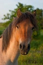Konik horse Royalty Free Stock Photo