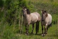 Konik horse