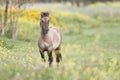 Konik horse Royalty Free Stock Photo