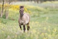 Konik horse