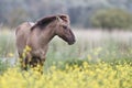 Konik horse Royalty Free Stock Photo