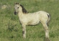 Konik horse fowl in the wild Royalty Free Stock Photo