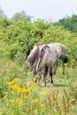 A Konik Horse grazin grass in the summer in the Ooijpolder, in Holland, Europe Royalty Free Stock Photo