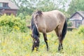 A Konik Horse grazing grass in front of traditional Dutch House Royalty Free Stock Photo