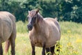 A Konik Horse looking at the camera in the Ooijpolder in the Netherlands, Europe Royalty Free Stock Photo