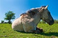 Konik horse lying