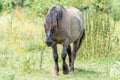 A Konik Horse walks in the grass meadow landscape the Ooijpolder in the Netherlands, Europe Royalty Free Stock Photo