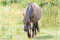 A Konik Horse walks in the grass meadow landscape the Ooijpolder in the Netherlands, Europe Royalty Free Stock Photo