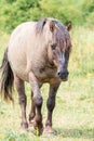 A Konik Horse walks in the grass meadow landscape the Ooijpolder in the Netherlands, Europe Royalty Free Stock Photo