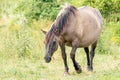 A Konik Horse walks in the grass meadow landscape the Ooijpolder in the Netherlands, Europe Royalty Free Stock Photo